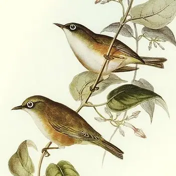 诺岛绣眼鸟(Zosterops albogularis)