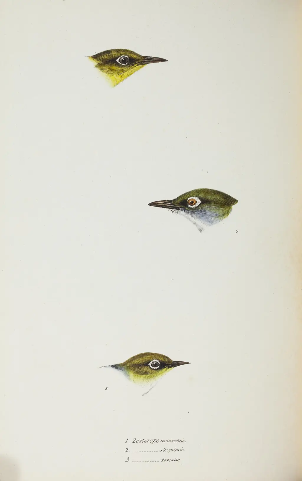 诺岛绣眼鸟(Zosterops albogularis)