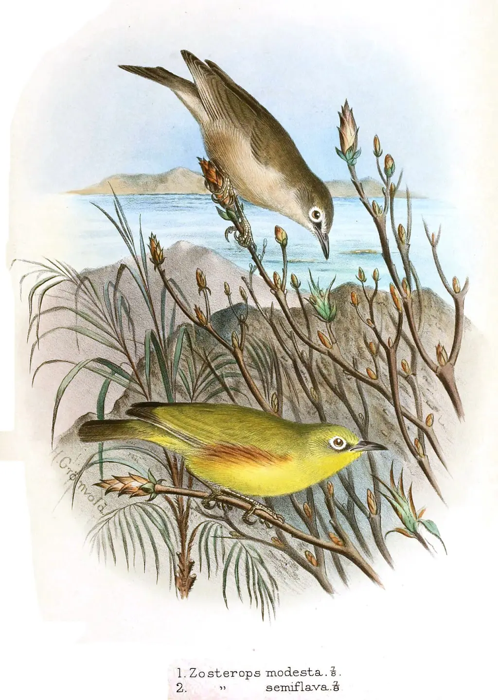 塞舌尔栗胁绣眼鸟(Zosterops semiflavus)