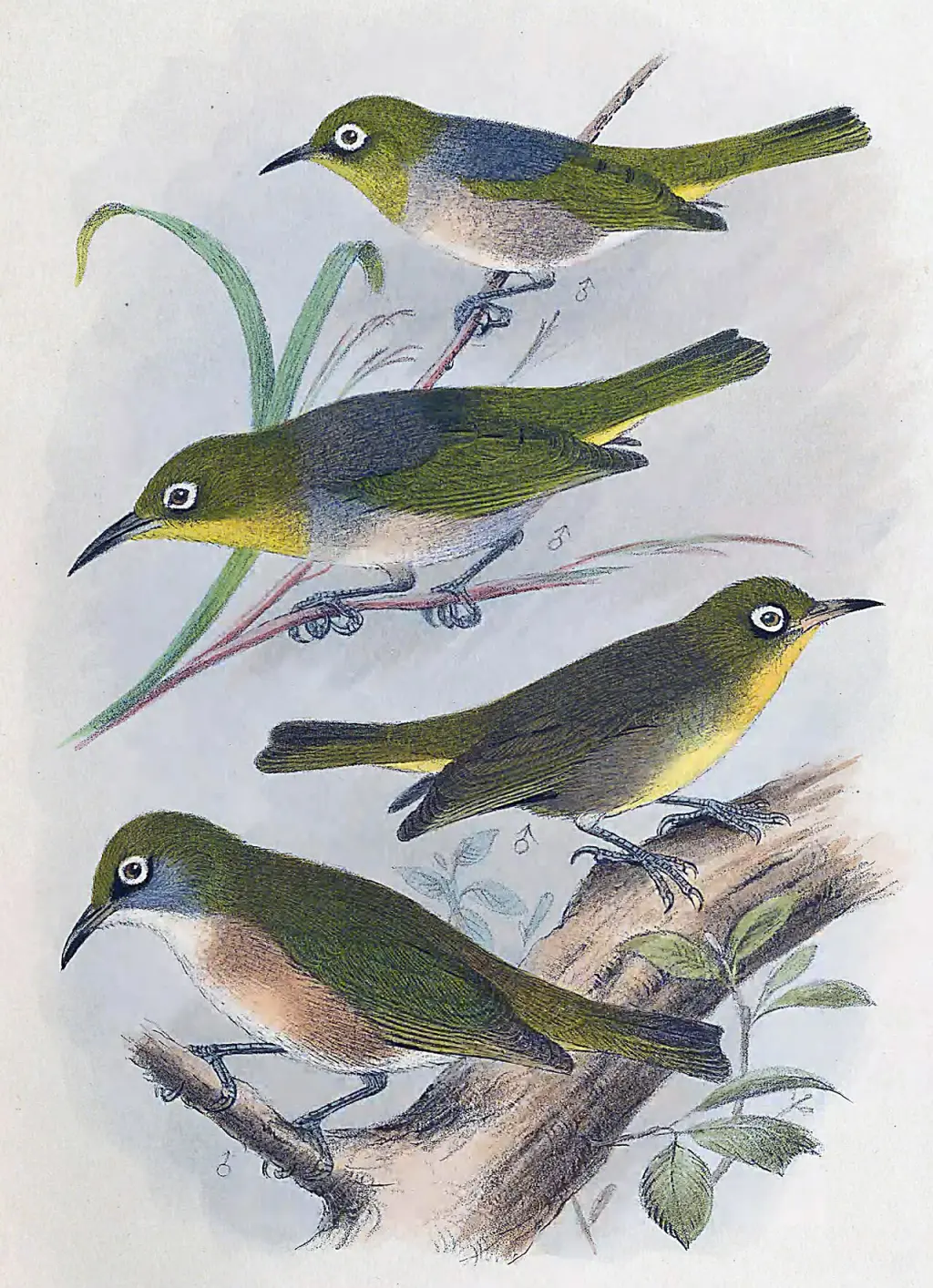 硕绣眼鸟(Zosterops strenuus)