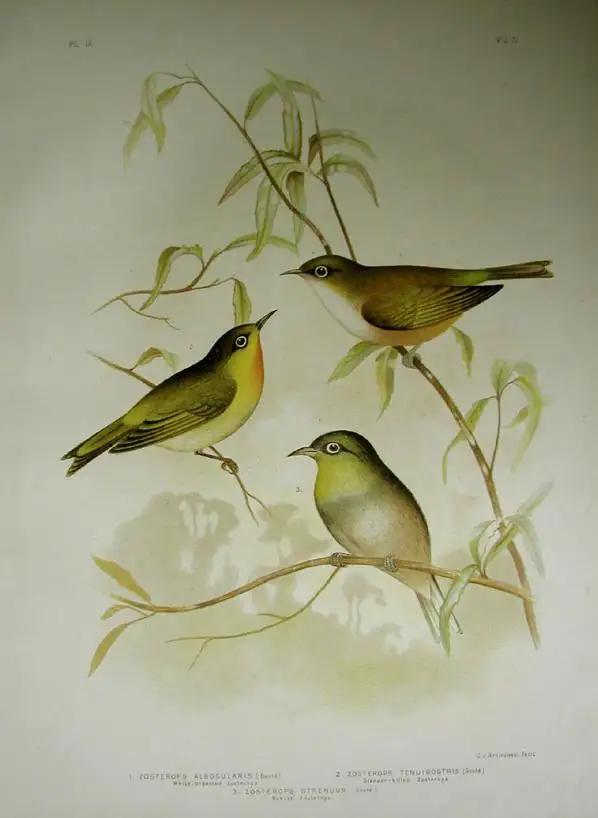 硕绣眼鸟(Zosterops strenuus)