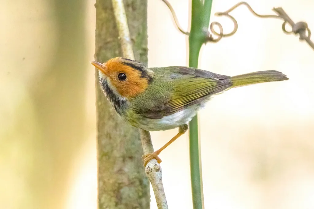 棕脸鹟莺(Abroscopus albogularis)
