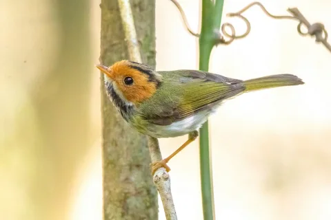 棕脸鹟莺