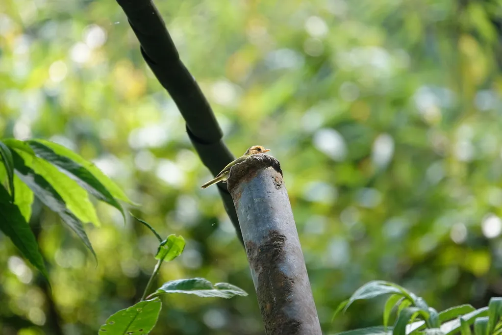 棕脸鹟莺(Abroscopus albogularis)