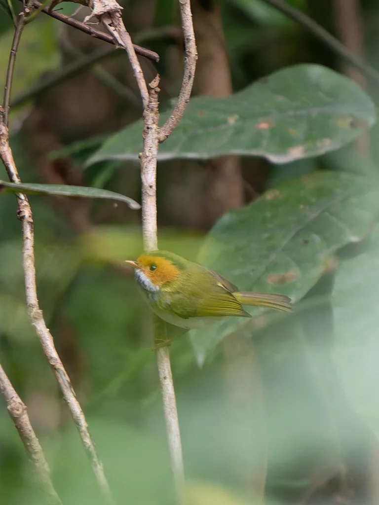 棕脸鹟莺(Abroscopus albogularis)
