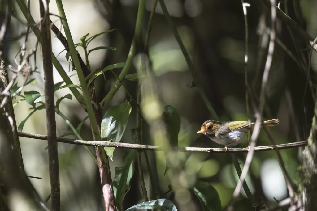 棕脸鹟莺(Abroscopus albogularis)