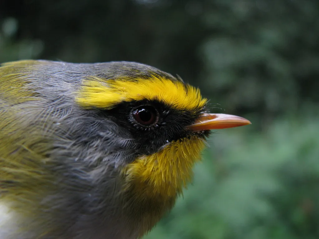 黑脸鹟莺(Abroscopus schisticeps)
