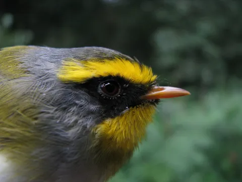 黑脸鹟莺