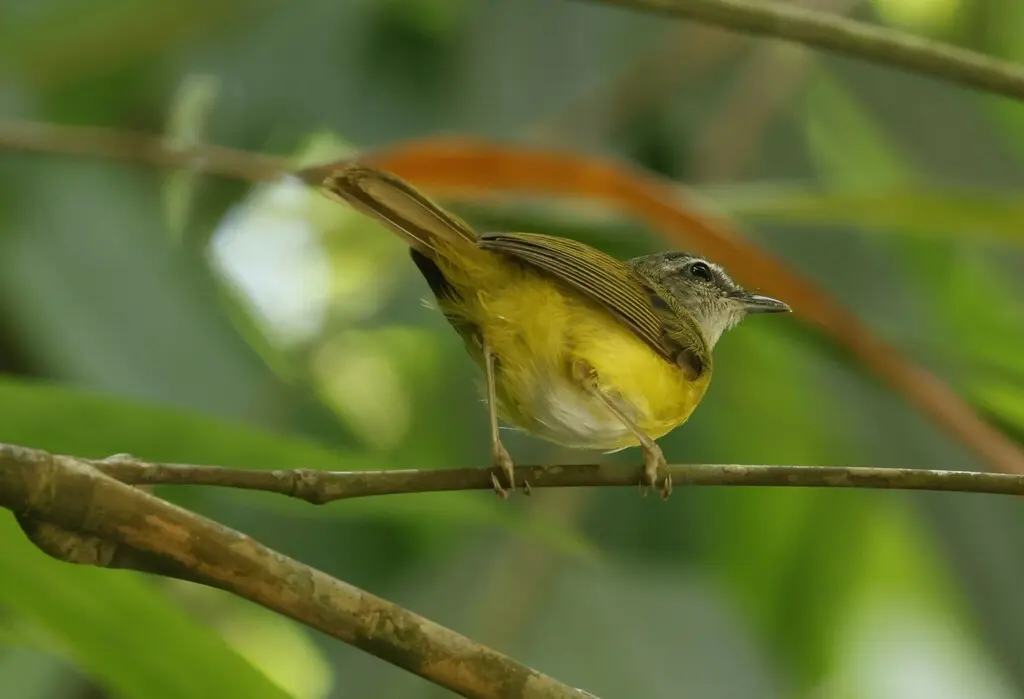 黄腹鹟莺(Abroscopus superciliaris)