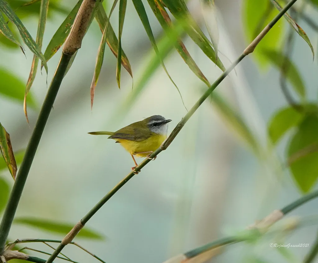 黄腹鹟莺(Abroscopus superciliaris)