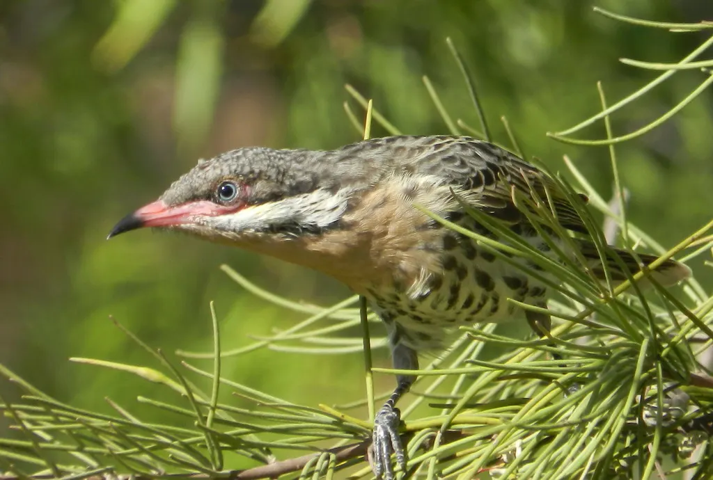 刺颊垂蜜鸟(Acanthagenys rufogularis)