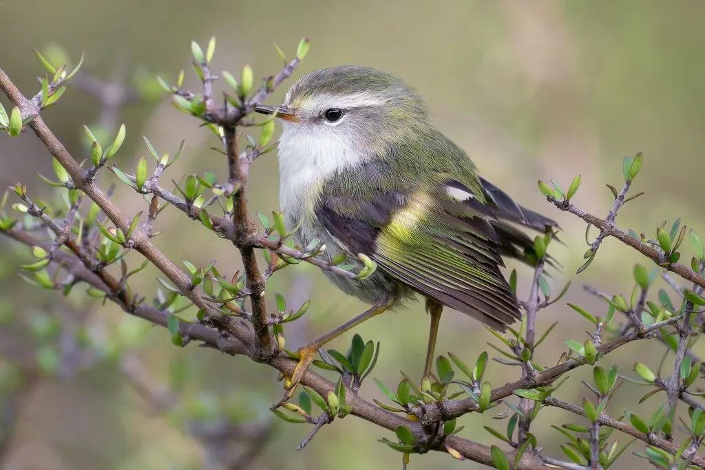 刺鹩(Acanthisitta chloris)