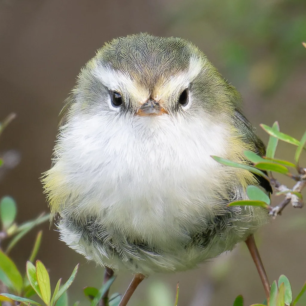 刺鹩(Acanthisitta chloris)