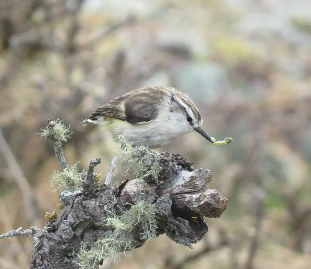 刺鹩(Acanthisitta chloris)