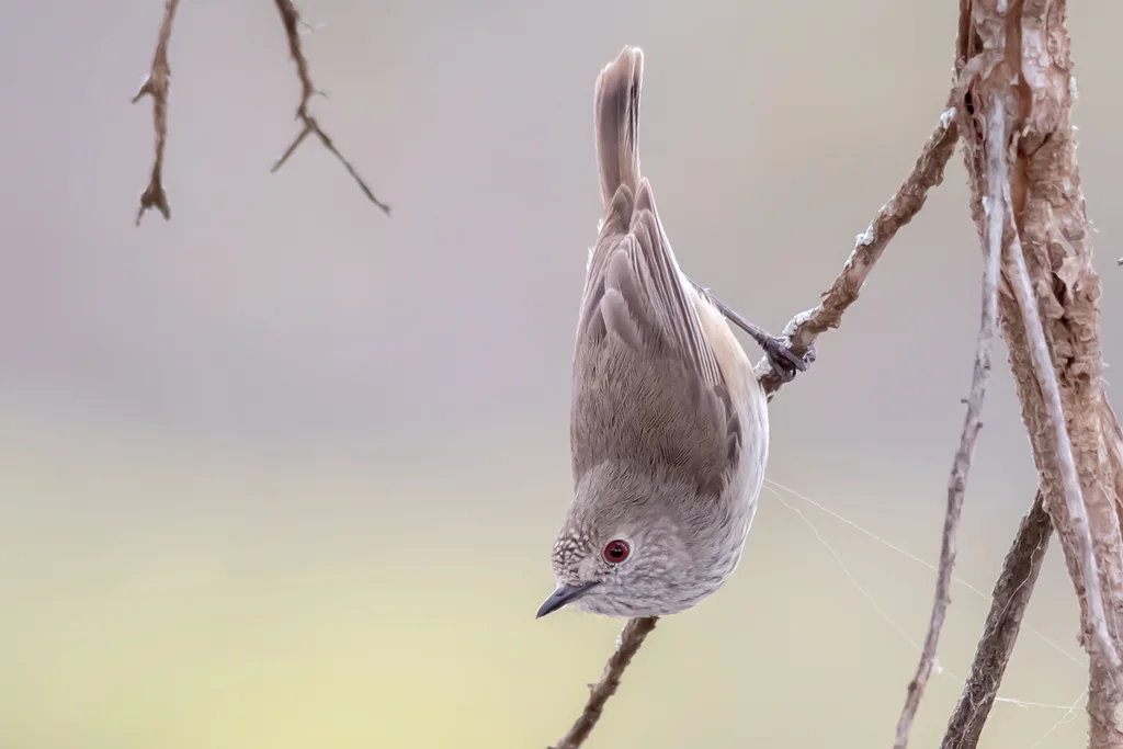 宽尾刺嘴莺(Acanthiza apicalis)