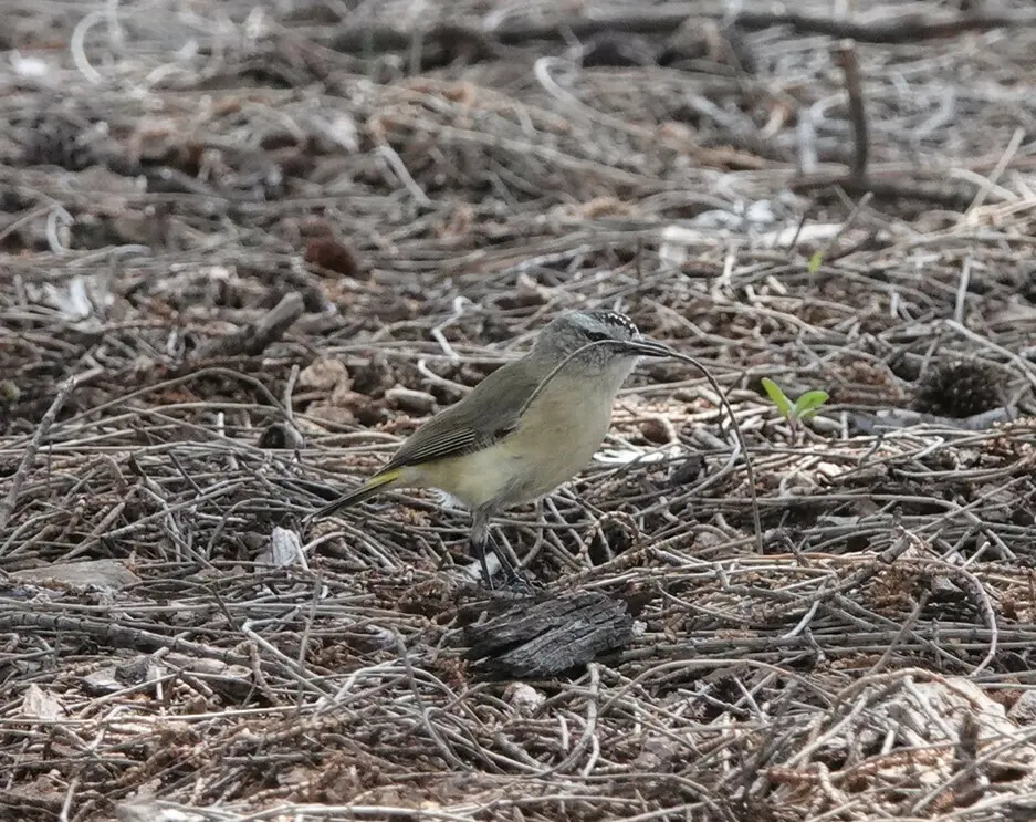 黄尾刺嘴莺(Acanthiza chrysorrhoa)