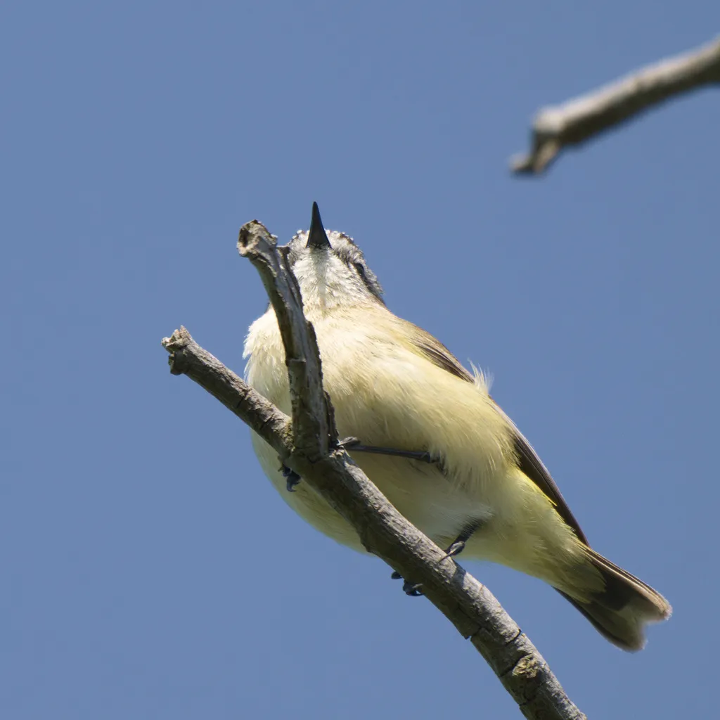 黄尾刺嘴莺(Acanthiza chrysorrhoa)