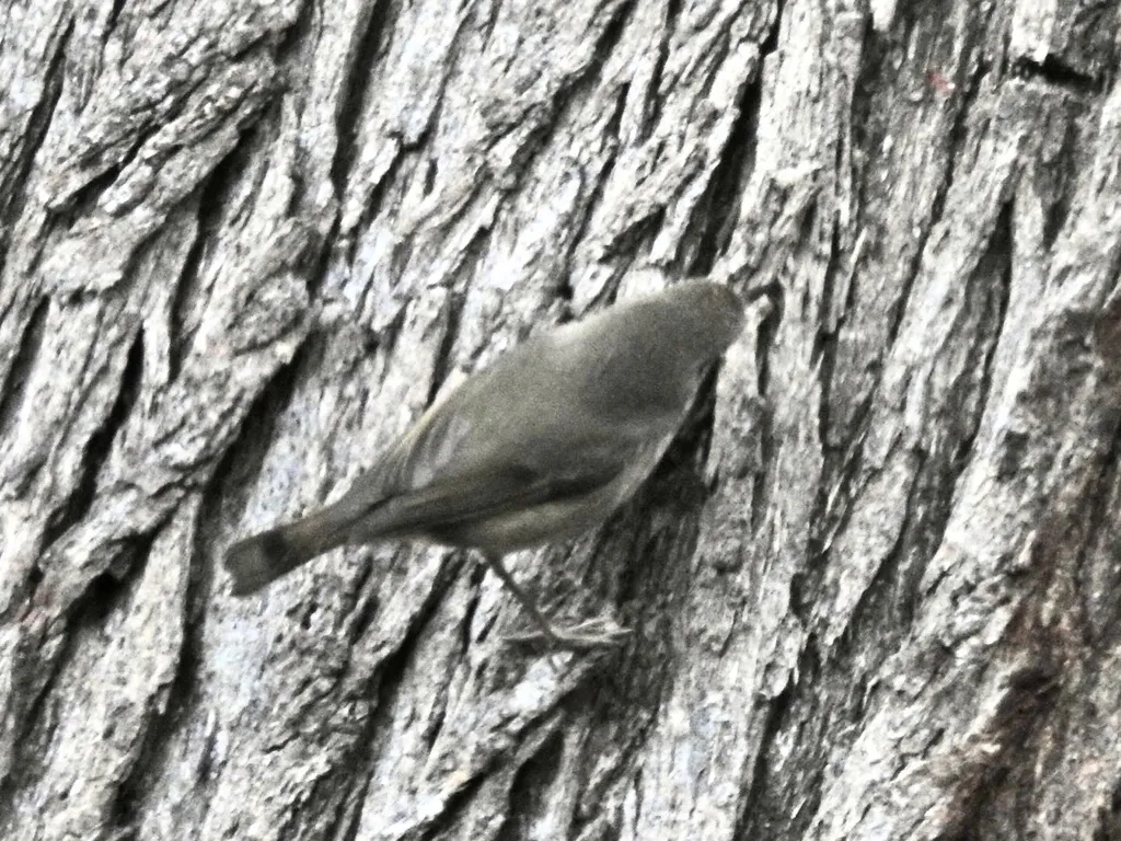 塔岛刺嘴莺(Acanthiza ewingii)