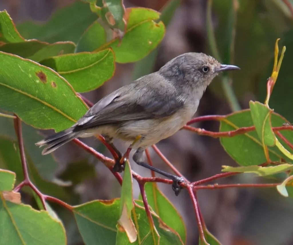 西刺嘴莺(Acanthiza inornata)