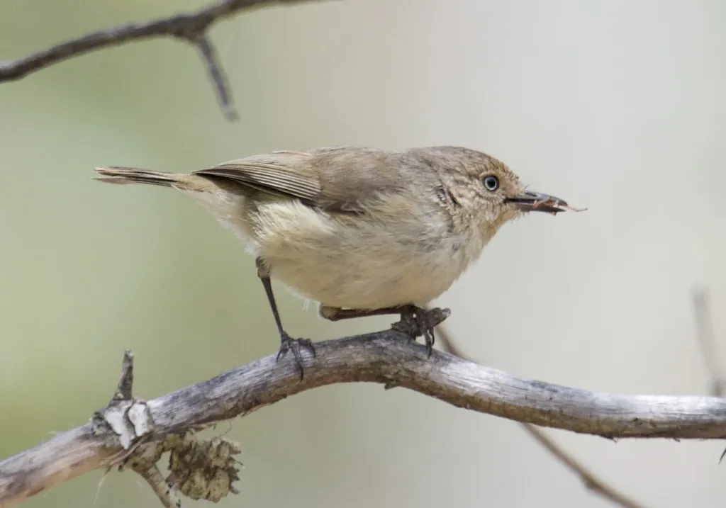 西刺嘴莺(Acanthiza inornata)