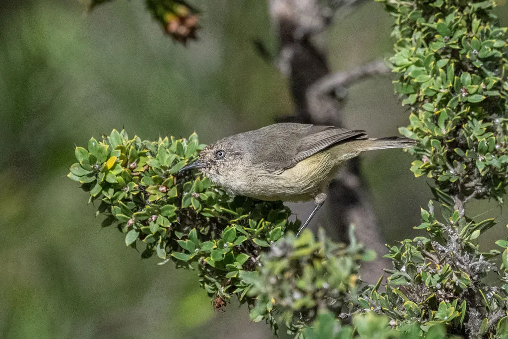 西刺嘴莺(Acanthiza inornata)