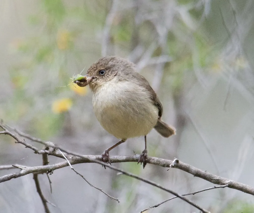 西刺嘴莺(Acanthiza inornata)