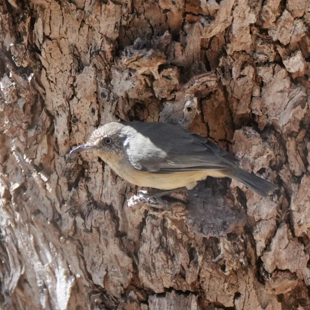西刺嘴莺(Acanthiza inornata)