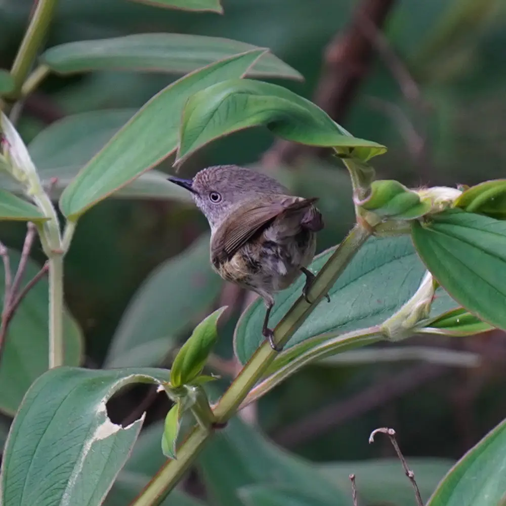 山刺嘴莺(Acanthiza katherina)