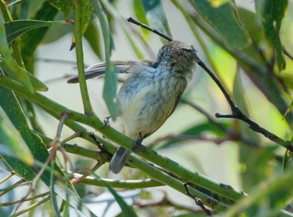 纵纹刺嘴莺(Acanthiza lineata)
