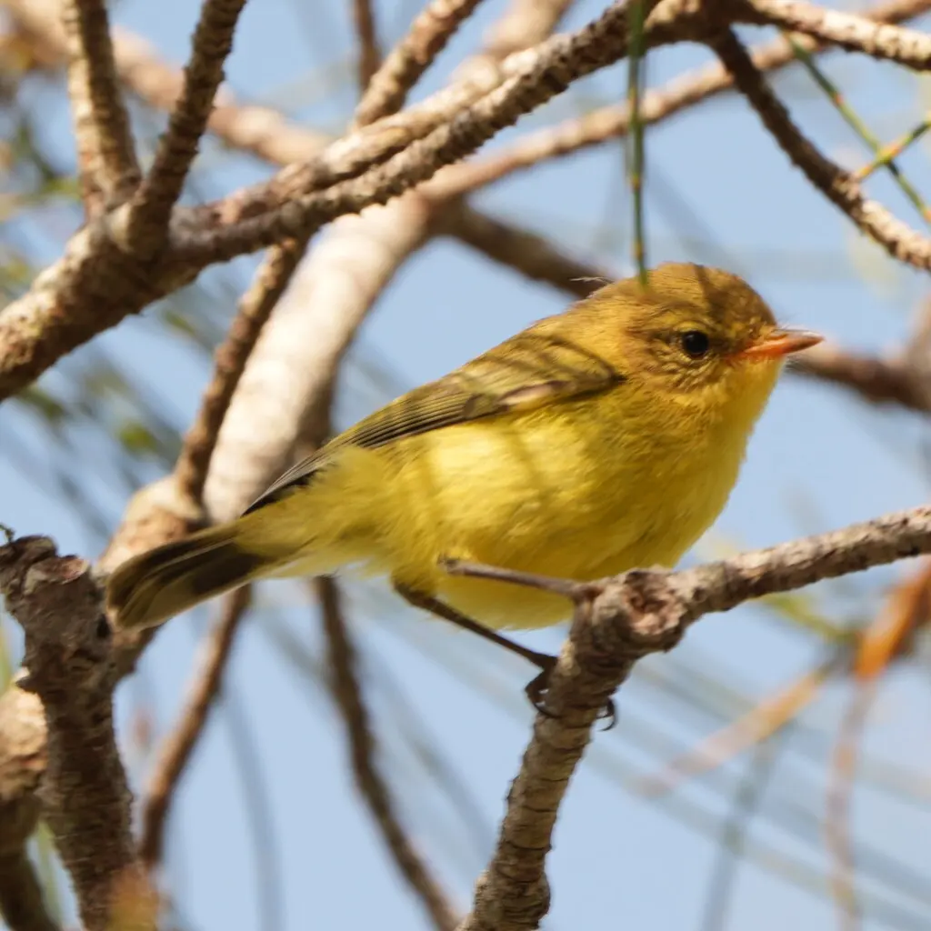 小刺嘴莺(Acanthiza nana)