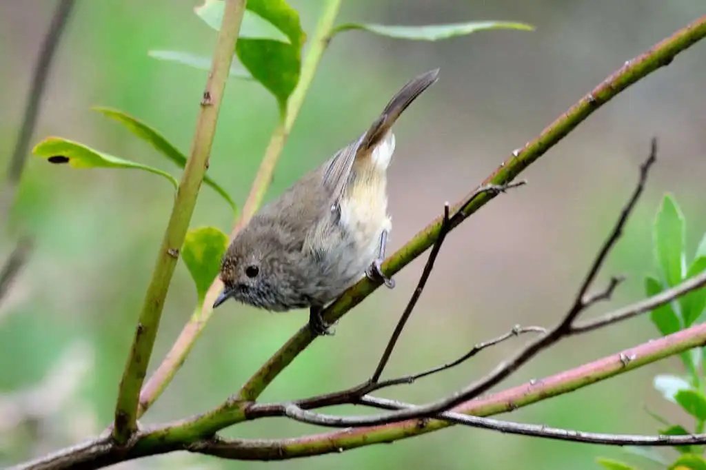 褐刺嘴莺(Acanthiza pusilla)