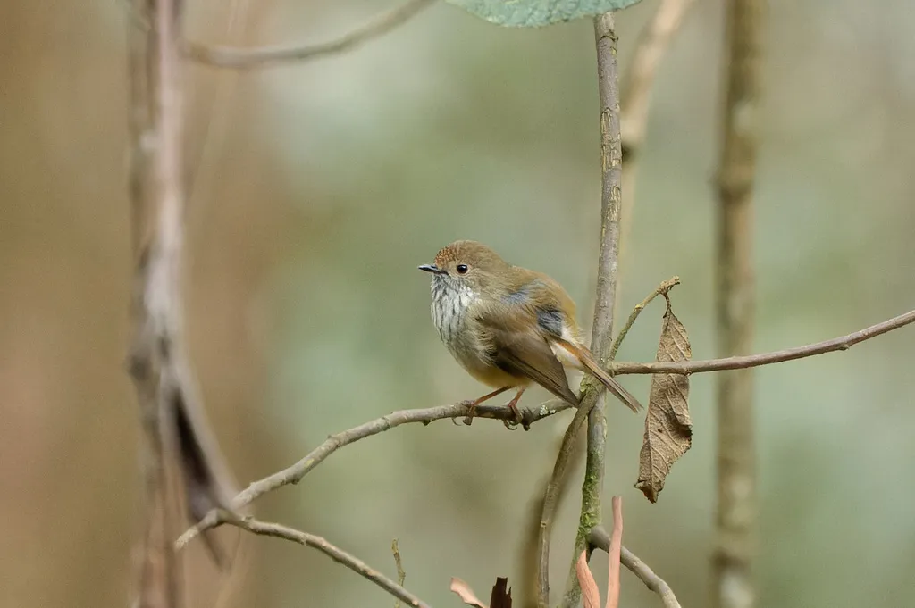 褐刺嘴莺(Acanthiza pusilla)