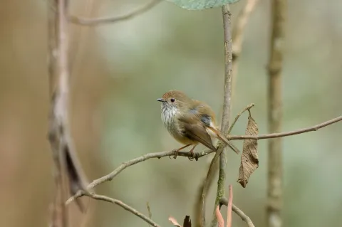 褐刺嘴莺