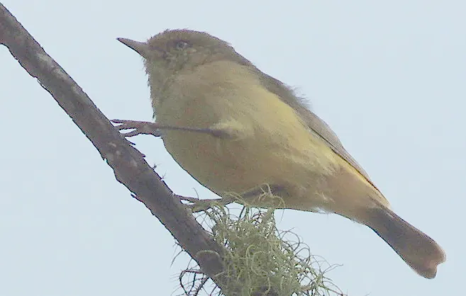 棕尾刺嘴莺(Acanthiza reguloides)