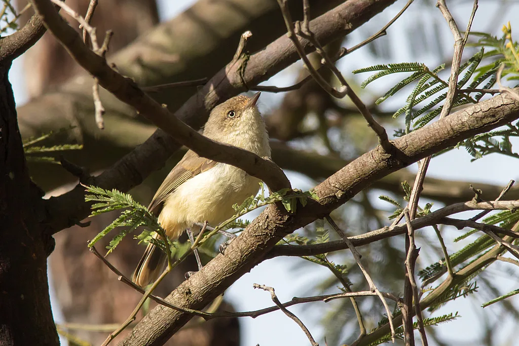 棕尾刺嘴莺(Acanthiza reguloides)