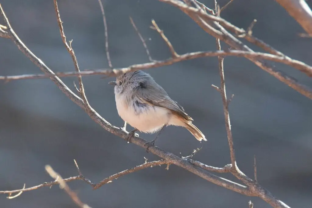 蓝灰刺嘴莺(Acanthiza robustirostris)