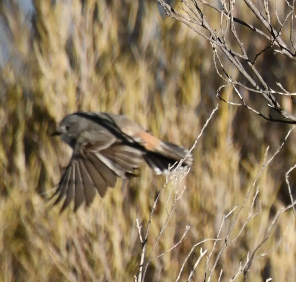 蓝灰刺嘴莺(Acanthiza robustirostris)