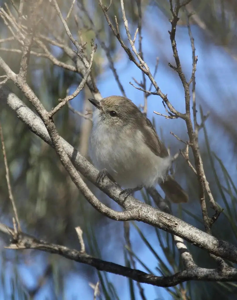 蓝灰刺嘴莺(Acanthiza robustirostris)