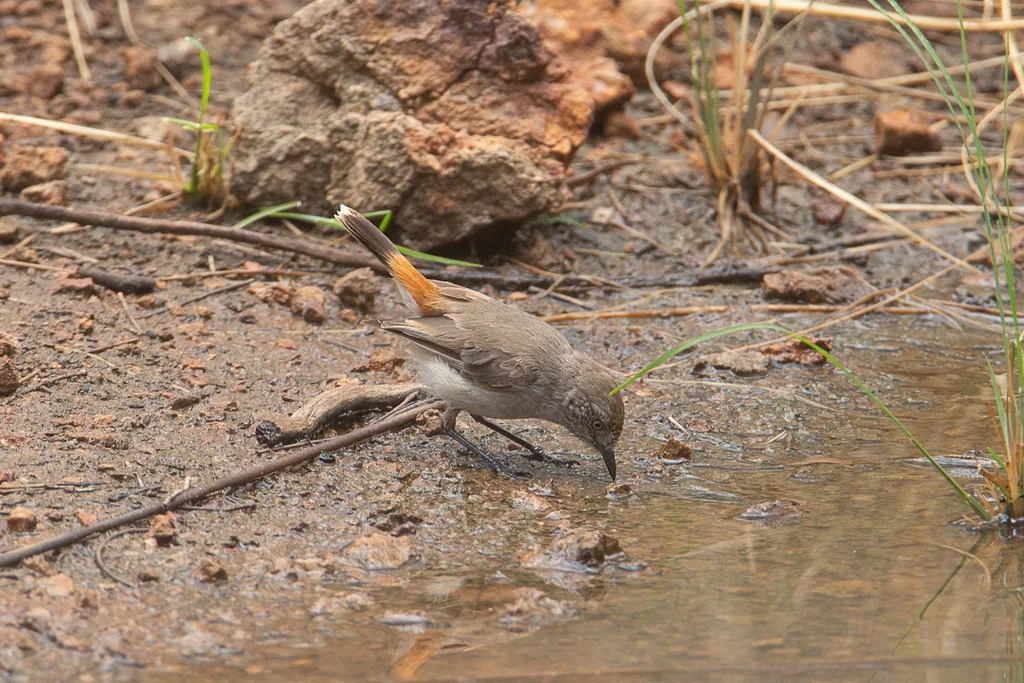 栗尾刺嘴莺(Acanthiza uropygialis)