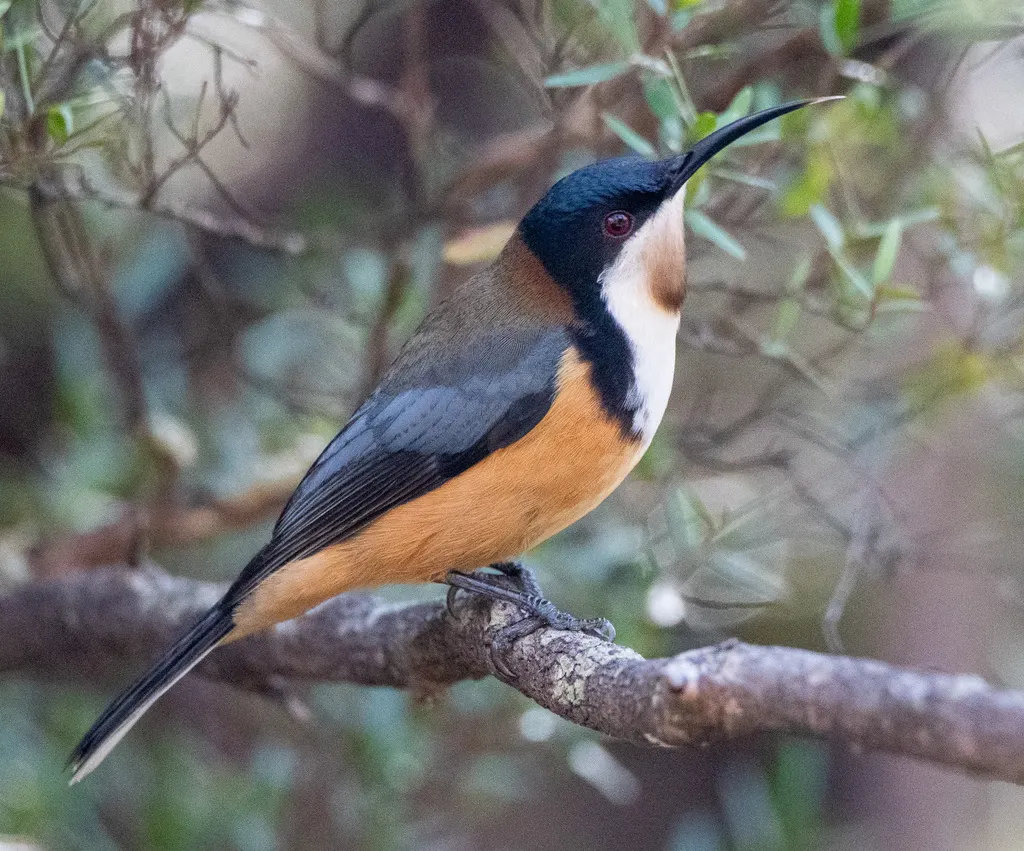 东尖嘴吸蜜鸟(Acanthorhynchus tenuirostris)