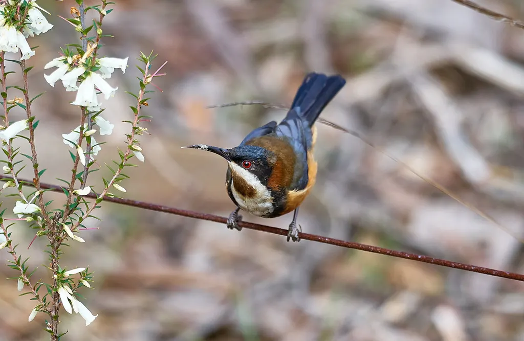 东尖嘴吸蜜鸟(Acanthorhynchus tenuirostris)
