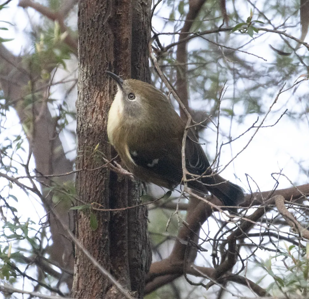 灌丛丝刺莺(Acanthornis magna)