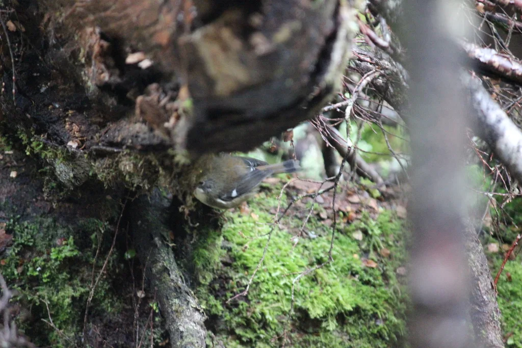 灌丛丝刺莺(Acanthornis magna)