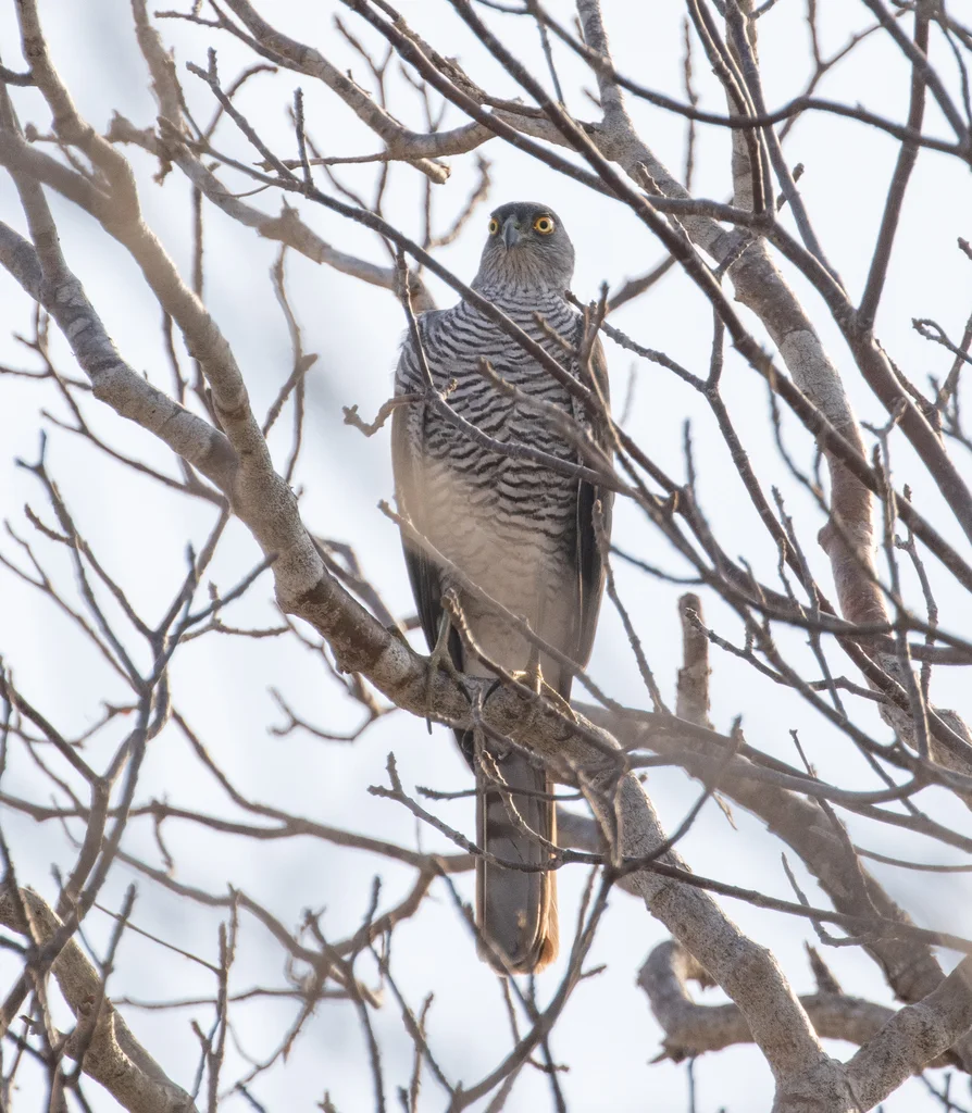 马岛雀鹰(Accipiter madagascariensis)