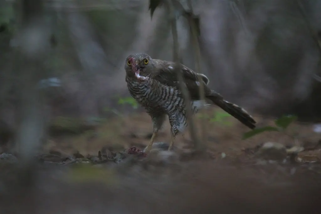 马岛雀鹰(Accipiter madagascariensis)
