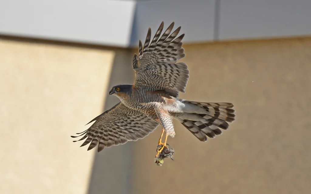 雀鹰(Accipiter nisus)