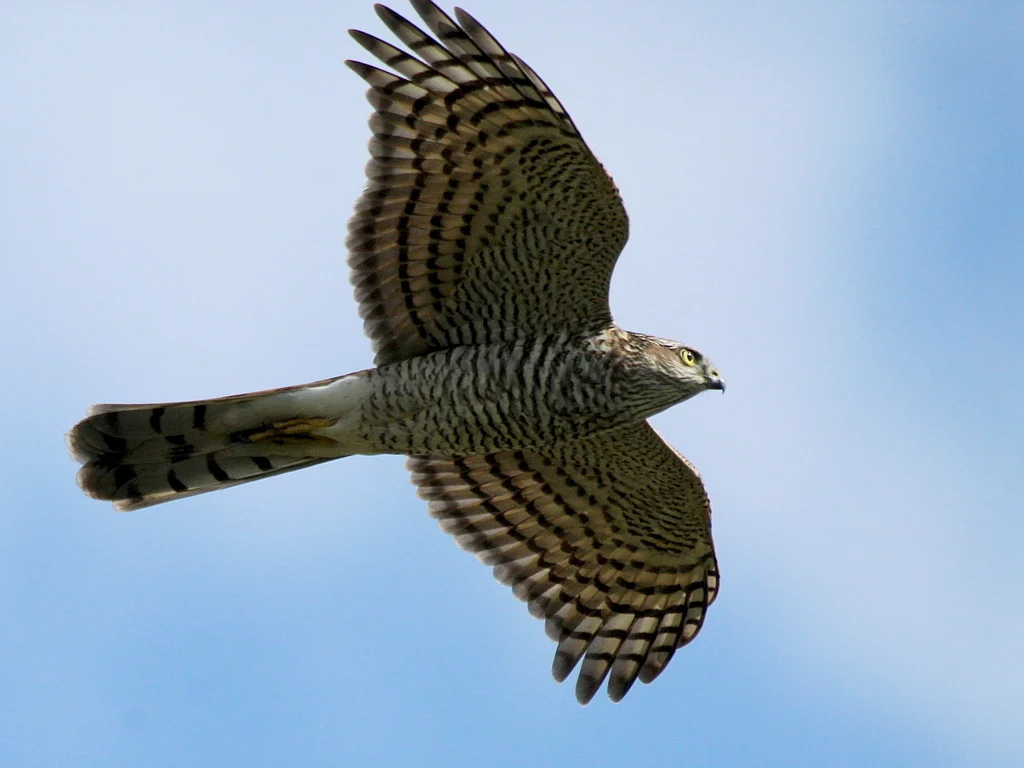 雀鹰(Accipiter nisus)