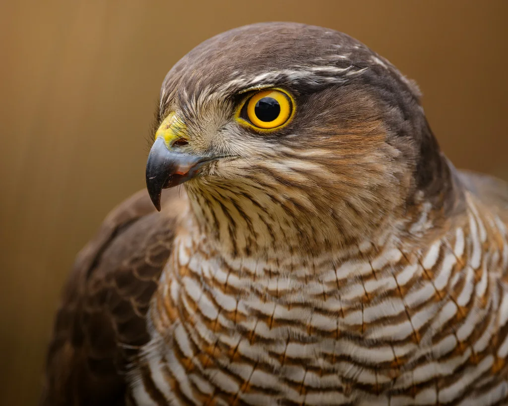 雀鹰(Accipiter nisus)