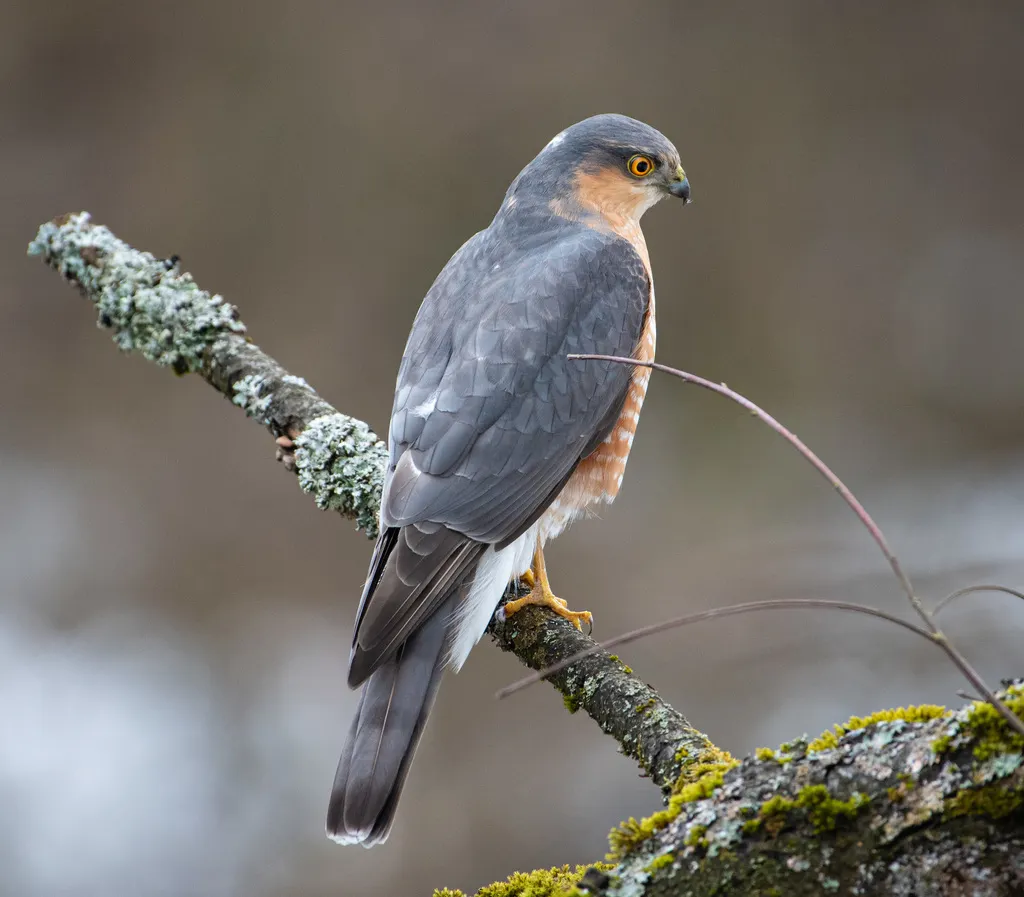 雀鹰(Accipiter nisus)