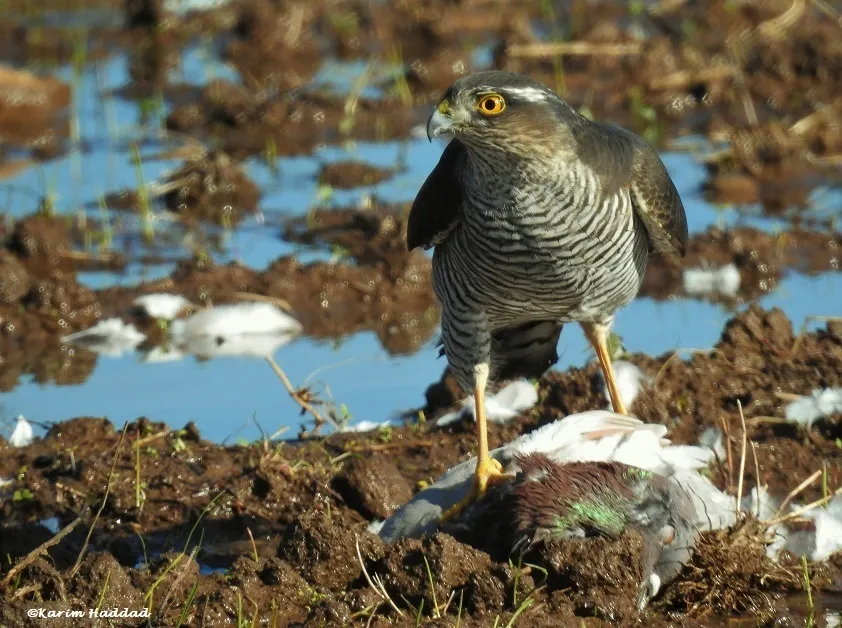 雀鹰(Accipiter nisus)